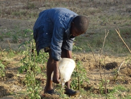 Zambia – Una fattoria salesiana presso il centro “Don Bosco Children Home”