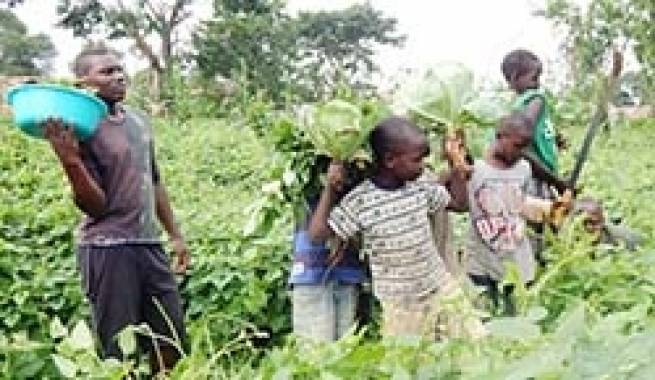 Uganda – Agricultura, una oportunidad educativa para los jóvenes en Don Bosco kampala