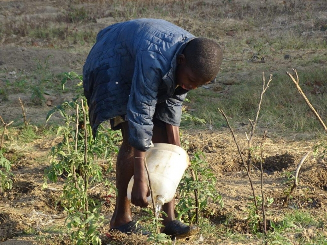 Zambia – Una fattoria salesiana presso il centro “Don Bosco Children Home”