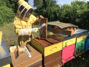 Italia – La Escuela Agrícola Salesiana de Lombriasco y "Net4Grow": concluye el primer ciclo del proyecto "ApiCultura"