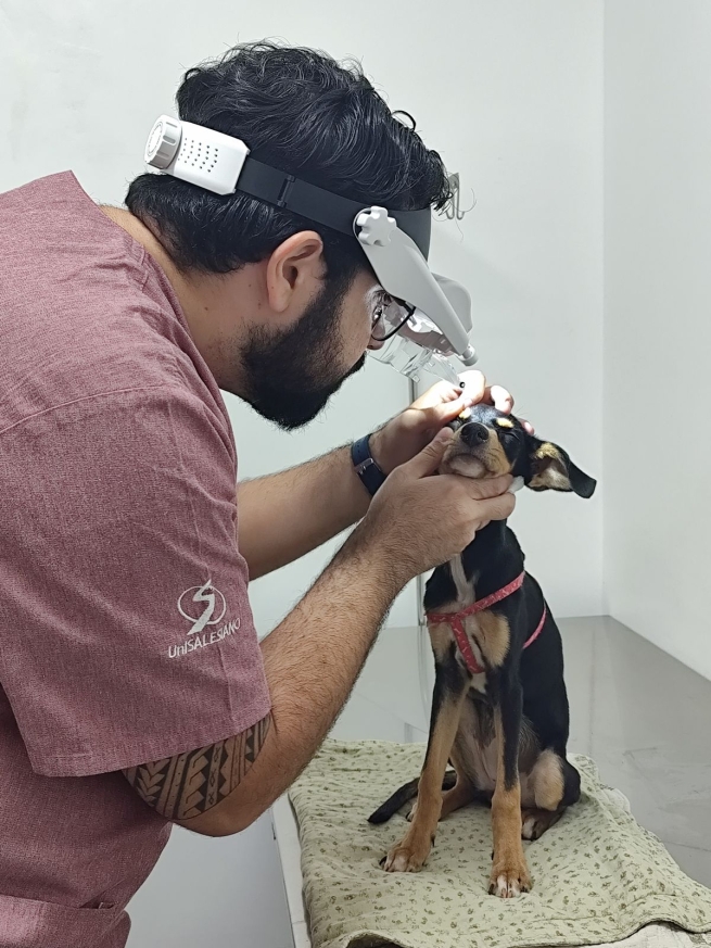 Brazil - A historical record for the ‘Meu Pet’ veterinary clinic, a partner of the ‘UniSALESIANO’ University Centre